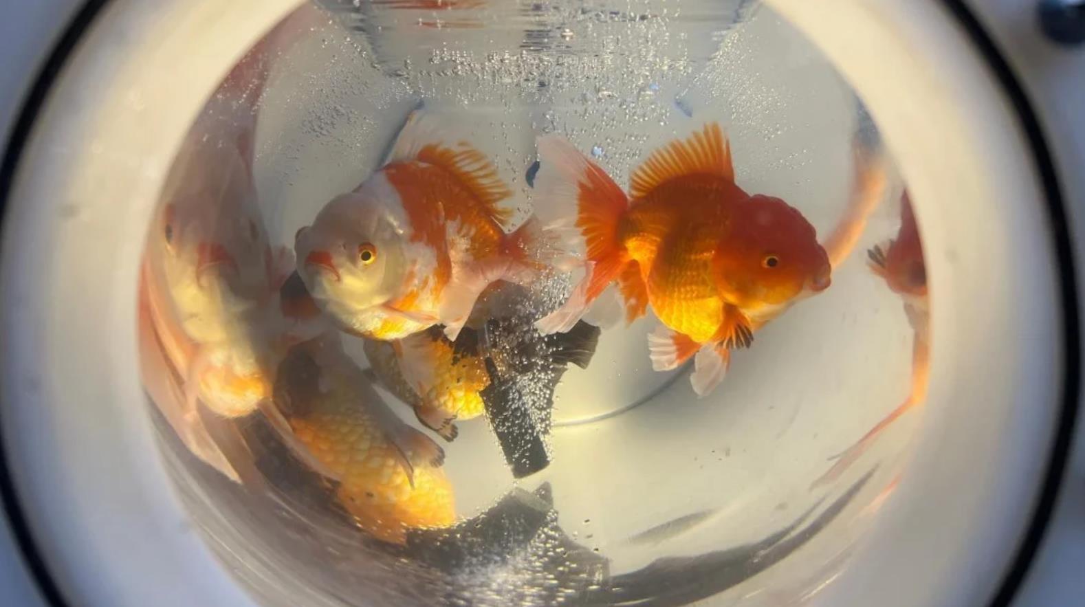 移动水族缸